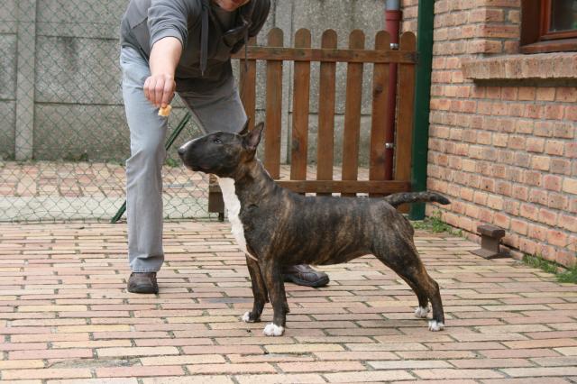 Eclipse of the moon del dogo and the bull