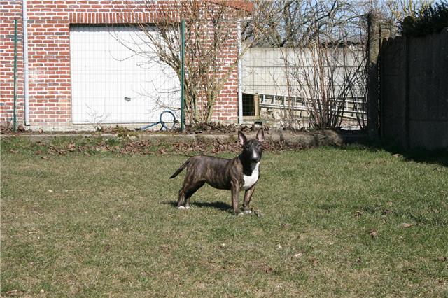 Eclipse of the moon del dogo and the bull