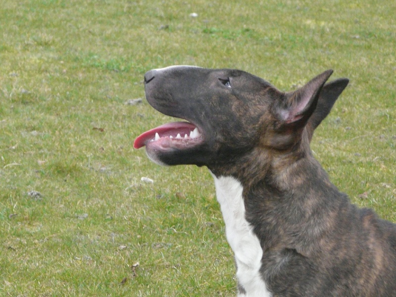 Eclipse of the moon del dogo and the bull