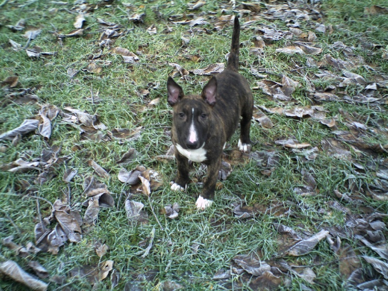 Eclipse of the moon del dogo and the bull