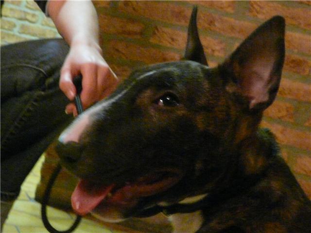 Eclipse of the moon del dogo and the bull