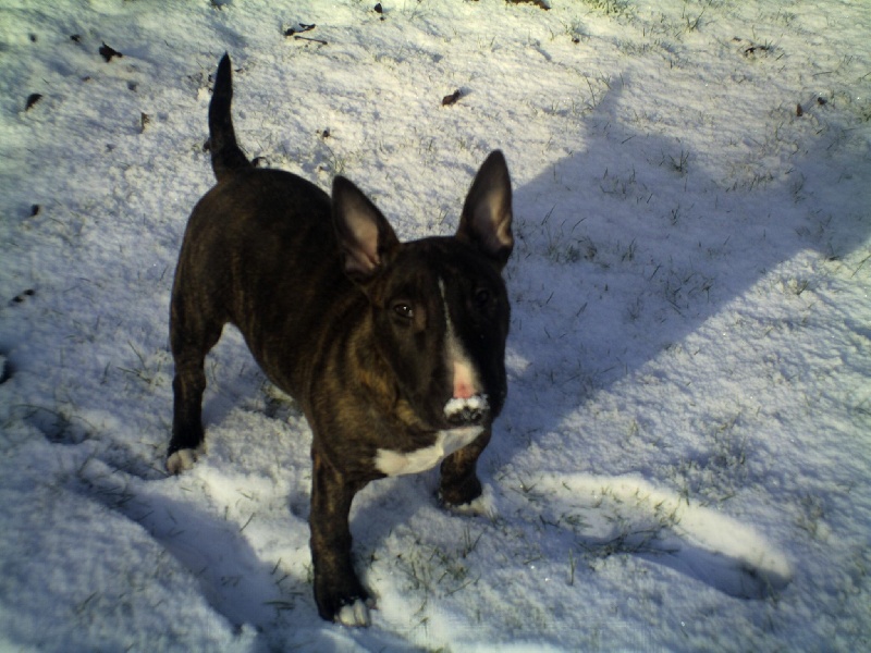 Eclipse of the moon del dogo and the bull
