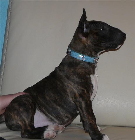 Eclipse of the moon del dogo and the bull