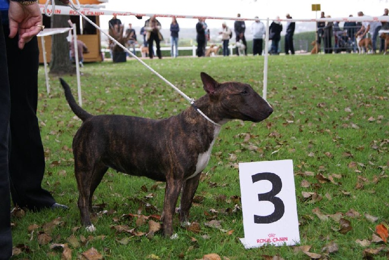 Eclipse of the moon del dogo and the bull - 3 e exellent classe ouverte