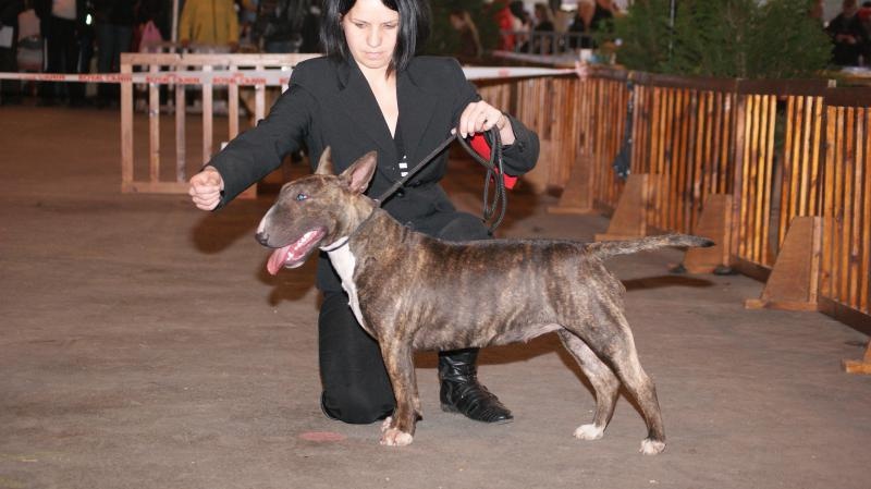 Eclipse of the moon del dogo and the bull - 1e exc +meilleur jeune+ ring dhonneur