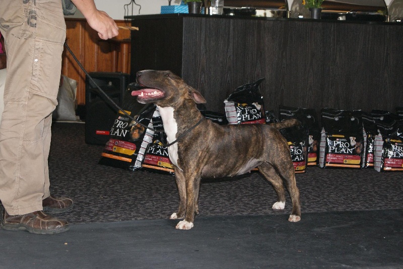 Eclipse of the moon del dogo and the bull - EXELLENT NON CLASSE