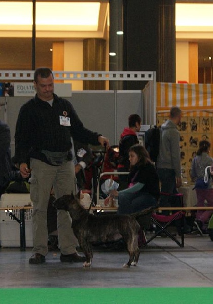 Eclipse of the moon del dogo and the bull - exellent non classé sur 9