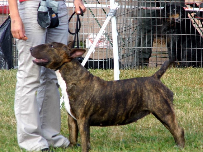 Eclipse of the moon del dogo and the bull - reserve cacs