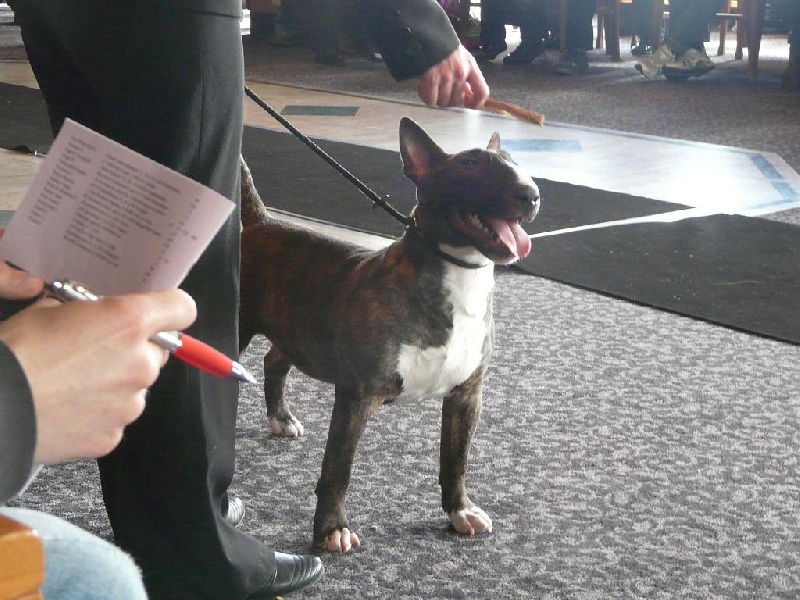 Eclipse of the moon del dogo and the bull - tres prometteur