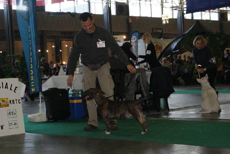 Eclipse of the moon del dogo and the bull - exellent non classé