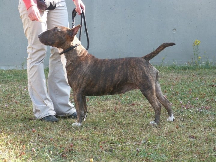 Eclipse of the moon del dogo and the bull - 2e exellent classe ouverte