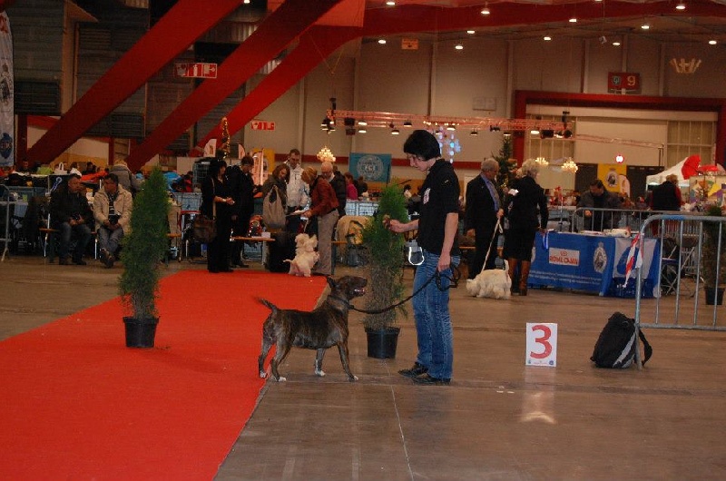 Eclipse of the moon del dogo and the bull - 1e exellent en ouverte