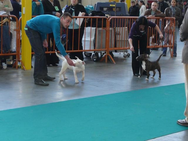 Eclipse of the moon del dogo and the bull - 1 er baby femelle , best baby