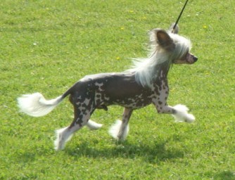 Publication : Exotic Spirit Auteur : Exotic Spirit