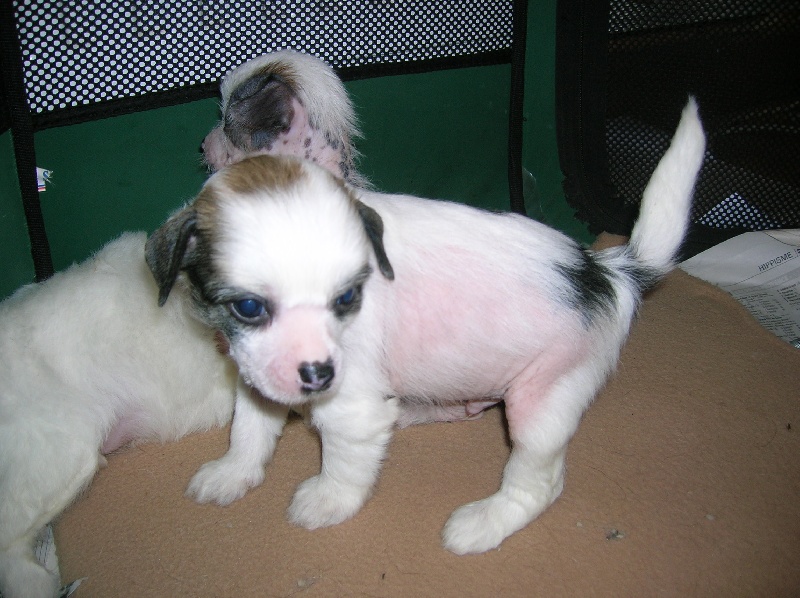 Publication : Exotic Spirit Auteur : Exotic Spirit