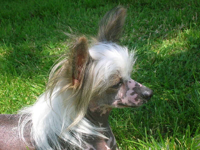 Publication : Exotic Spirit Auteur : Exotic Spirit