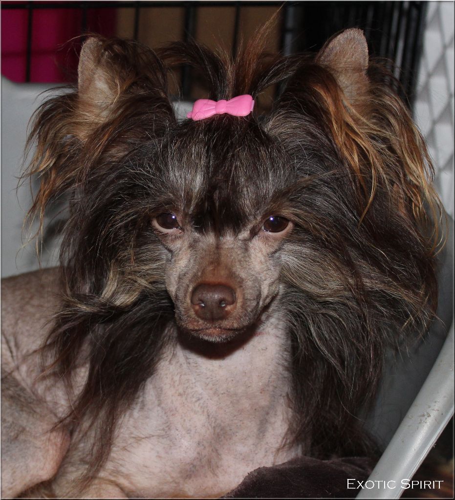 Publication : Exotic Spirit Auteur : Exotic Spirit