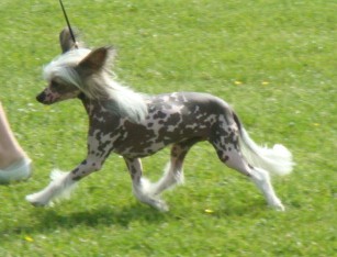 Publication : Exotic Spirit Auteur : Exotic Spirit