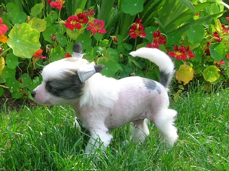 Publication : Exotic Spirit Auteur : Exotic Spirit