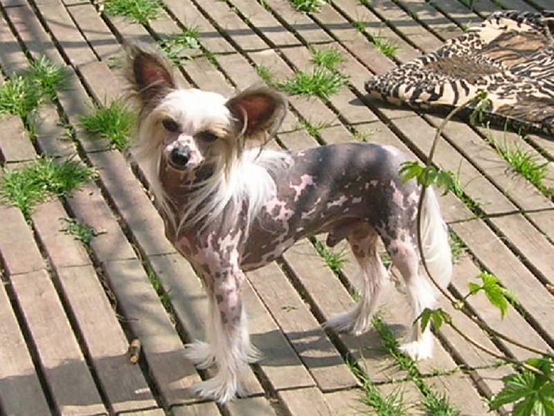 Publication : Exotic Spirit Auteur : Exotic Spirit