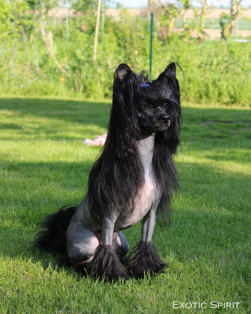 Publication : Exotic Spirit Auteur : Exotic Spirit