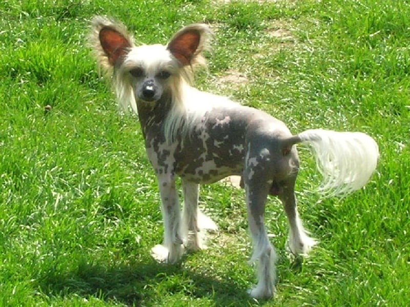 Publication : Exotic Spirit Auteur : Exotic Spirit