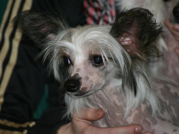 Publication : Exotic Spirit Auteur : Exotic Spirit