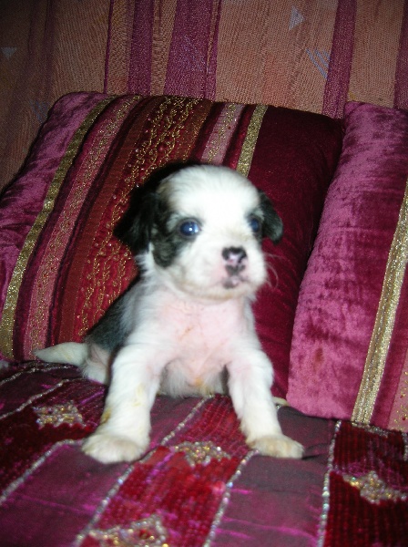 Publication : Exotic Spirit Auteur : Exotic Spirit