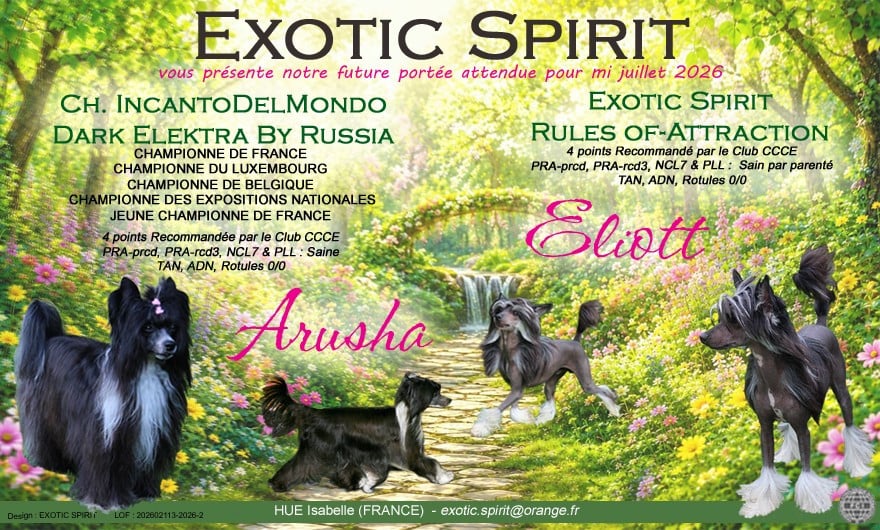 Chien chinois à crête - Exotic Spirit