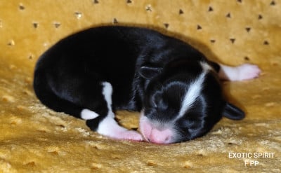 Les chiots de Chien chinois à crête