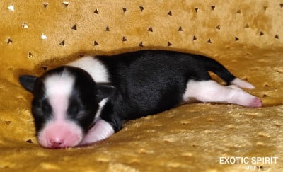 Mâle houppette 1 - Chien chinois à crête