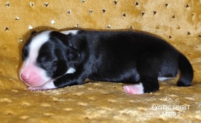 Mâle houppette 2 - Chien chinois à crête