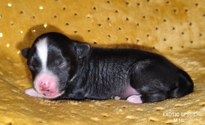 Mâle nu - Chien chinois à crête