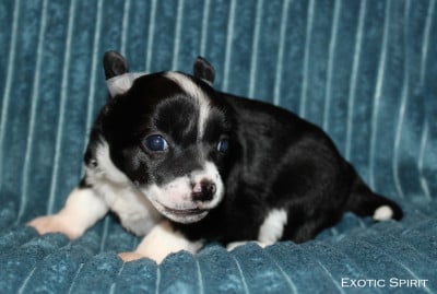 Les chiots de Chien chinois à crête