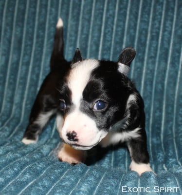 Les chiots de Chien chinois à crête