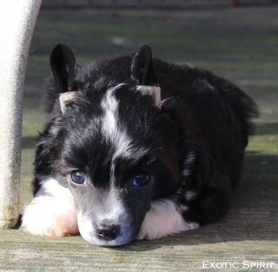 Les chiots de Chien chinois à crête
