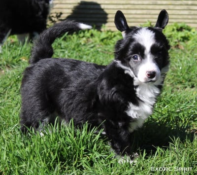 Les chiots de Chien chinois à crête