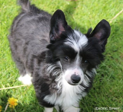 Les chiots de Chien chinois à crête