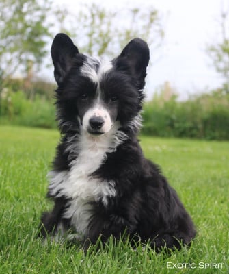 Les chiots de Chien chinois à crête