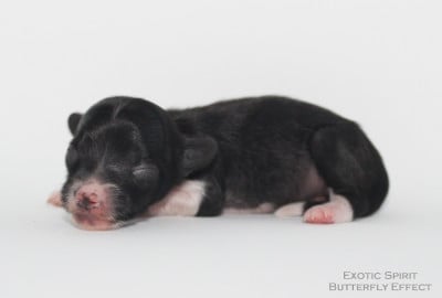Les chiots de Chien chinois à crête