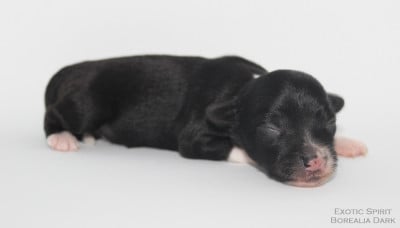 Les chiots de Chien chinois à crête