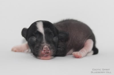 Les chiots de Chien chinois à crête