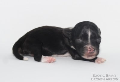 Les chiots de Chien chinois à crête