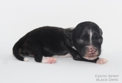 Les chiots de Chien chinois à crête