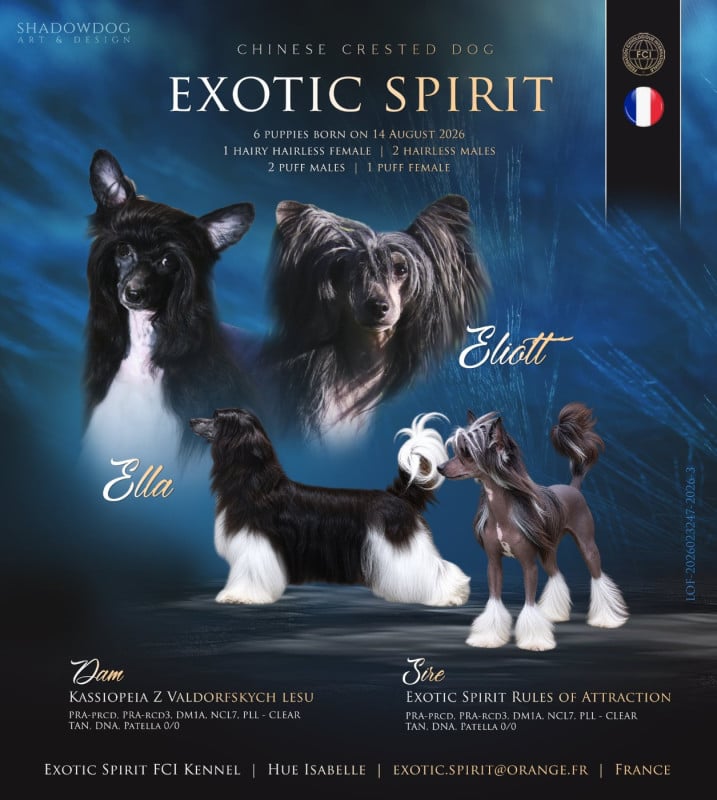 Chien chinois à crête - Exotic Spirit