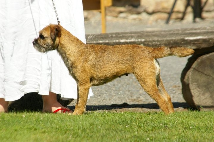 CH. bow valley Caly - 2ème/5 - excellent