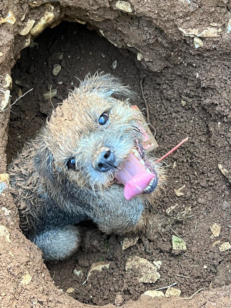 CH. Aiga Viva Occitane - 200/200 excellent CACT