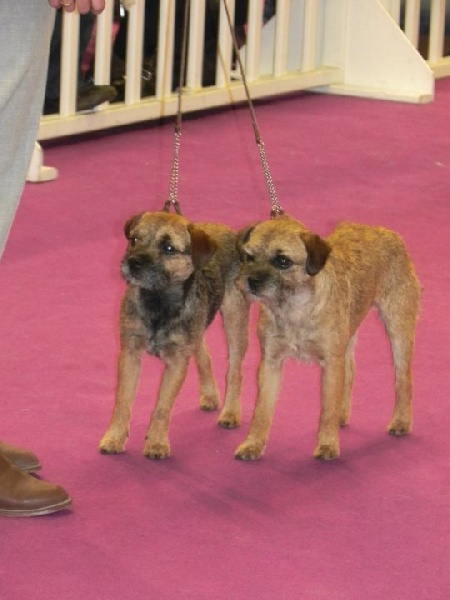 CH. bow valley Caly - 1er excellent - RCACS