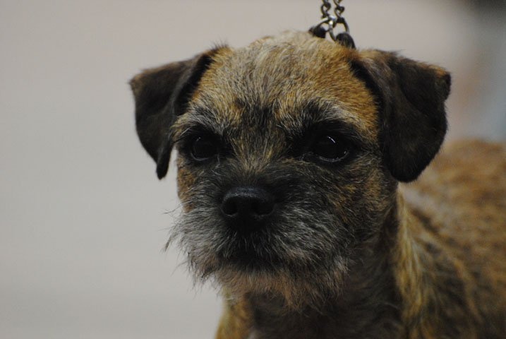 CH. bow valley Caly - 1er excellent - CACIB - CACS