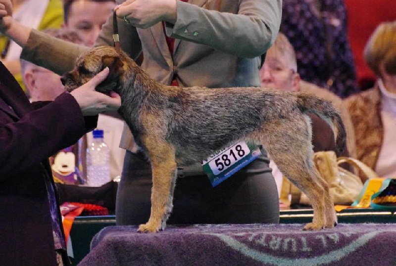 CH. Aiga Viva Fé libre - non selectionnée